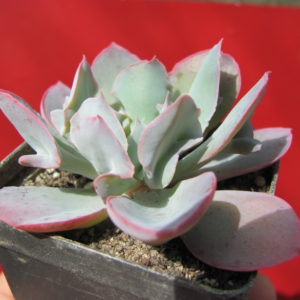 Echeveria    Trumpet   Pinky