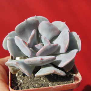Echeveria    Cubic   Frost