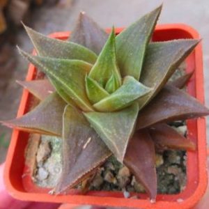 10260 haworthia hybrid natural baylissii x viscosa RIB 0736