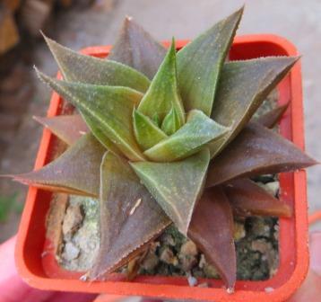10260 haworthia hybrid natural baylissii x viscosa RIB 0736