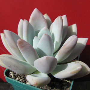Pachyveria   Opalina
