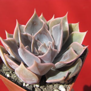 Echeveria    Linda  Jane