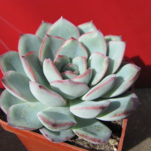 Echeveria   Hercules