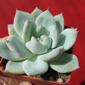 Echeveria    Beatrice