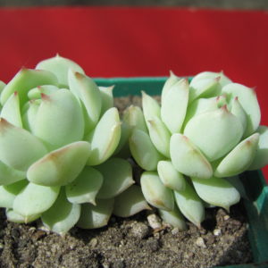 Echeveria    derenbergii