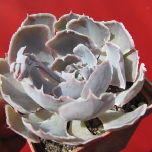 Echeveria  shaviana