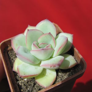 Echeveria     Hercules