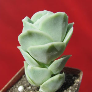 Echeveria     Lovely   Rose
