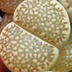 lithops salicola reticulata