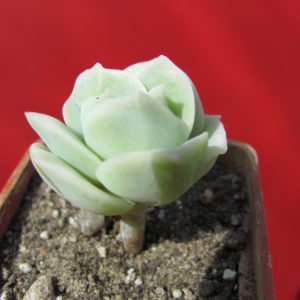 Echeveria   Lovely    Rose