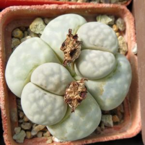 lithops julii  c 297