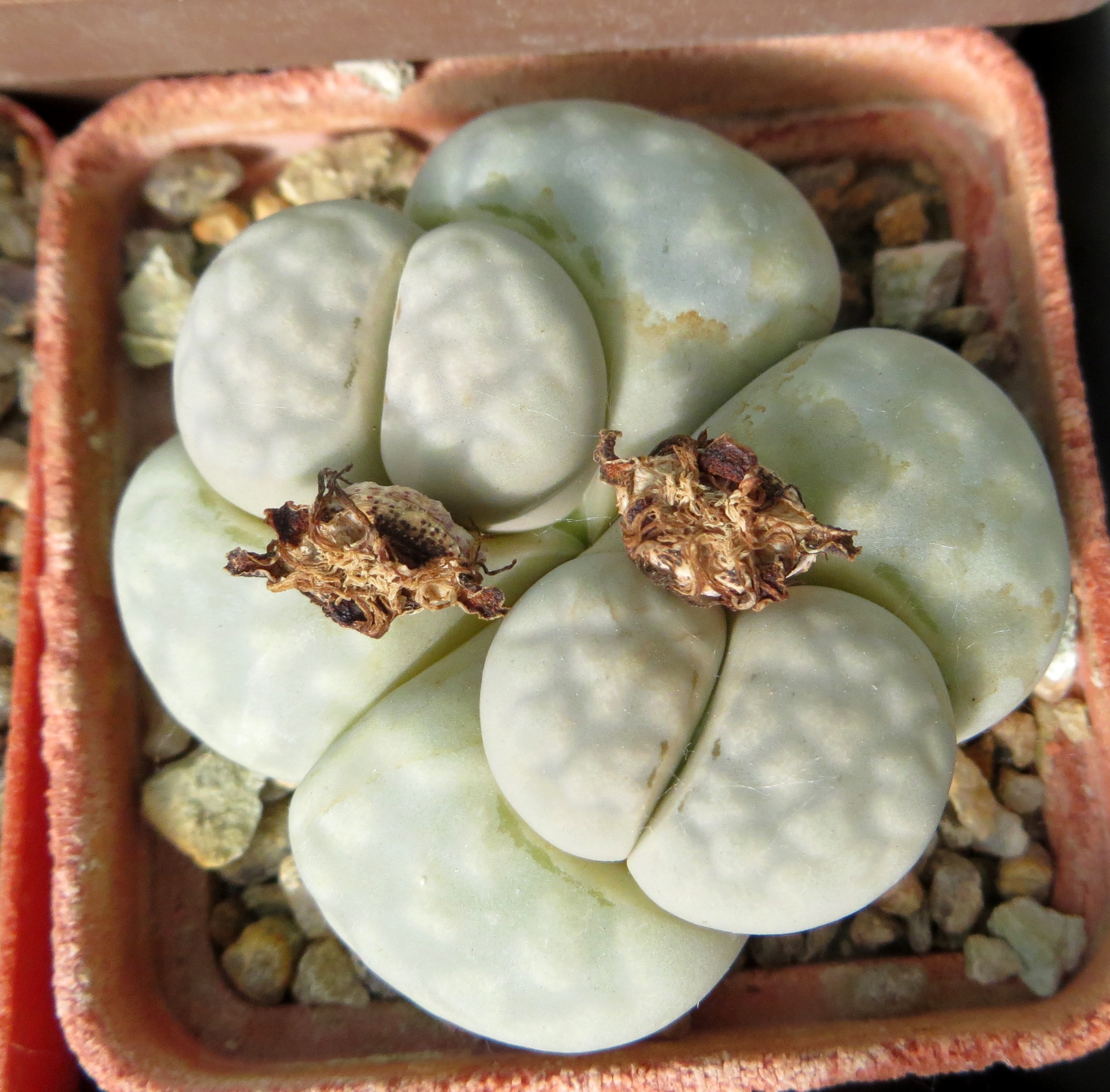 lithops julii  c 297
