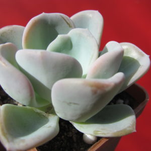 Echeveria     Orpet