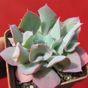 Echeveria      Trumpet    Pinky