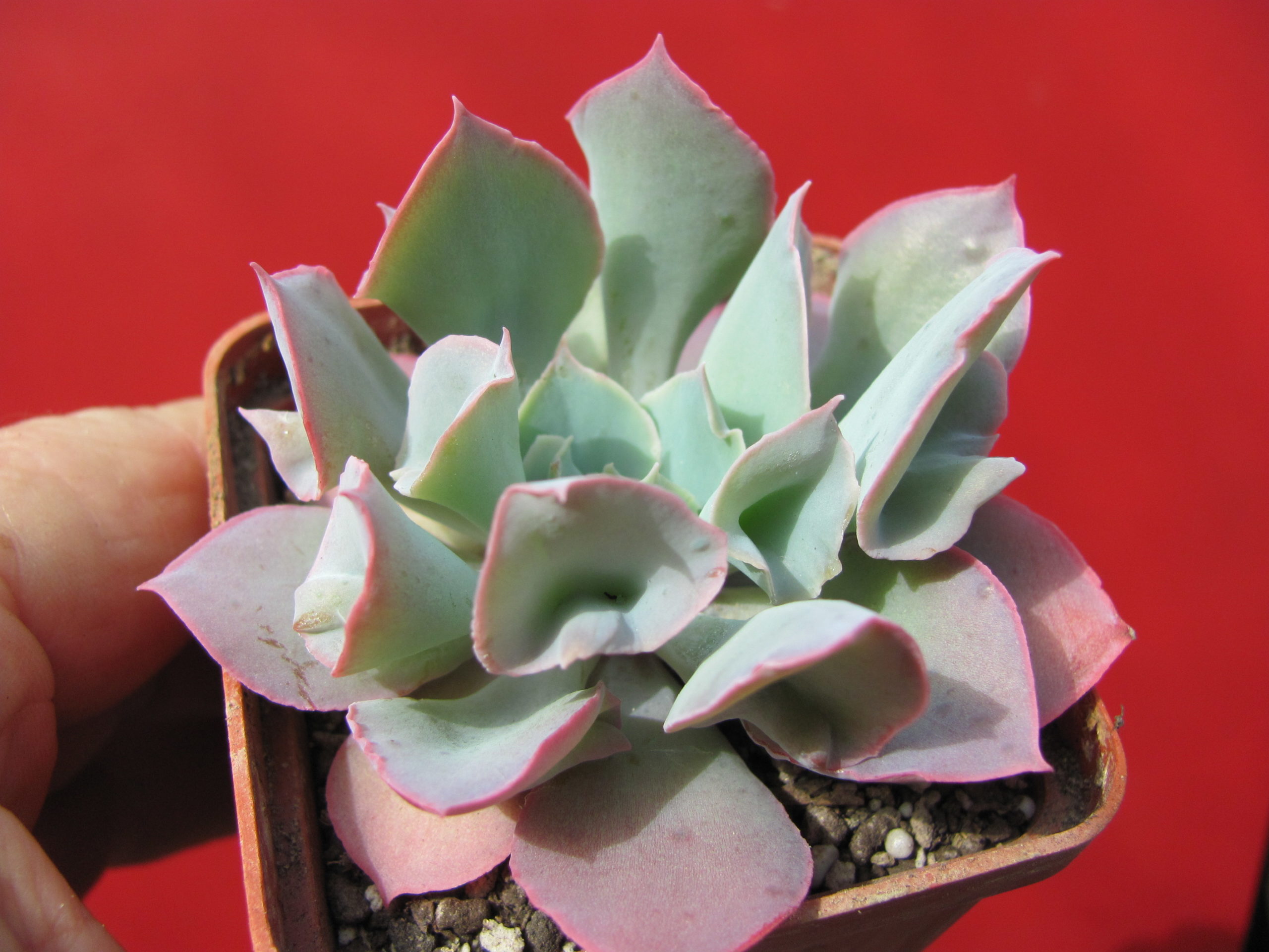 Echeveria      Trumpet    Pinky