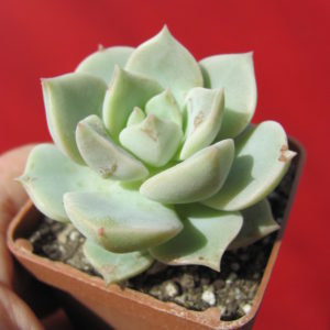 Echeveria    Titubans