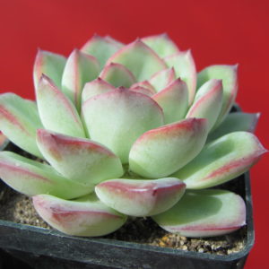 Echeveria     Hercules