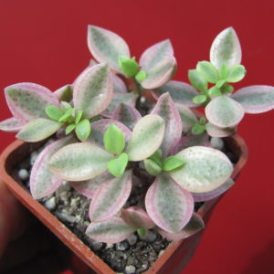 Crassula     volkensii   variegata