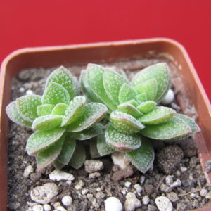 Crassula     Frosty