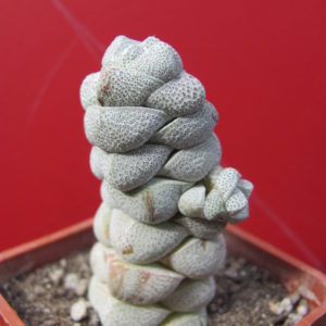 Crassula    deceptor