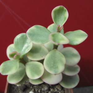 Portulacaria    afra   variegata