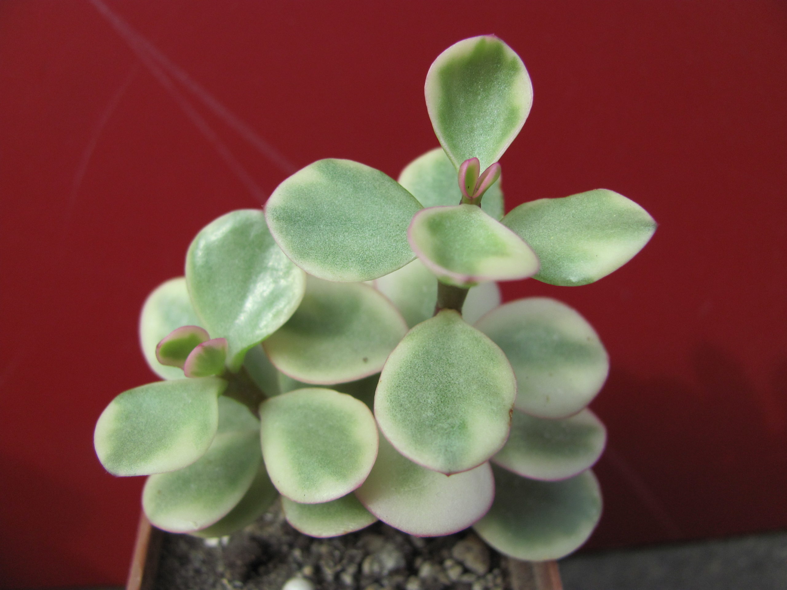 Portulacaria    afra   variegata