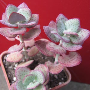 Crassula  cordata
