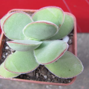 Crassula   cotyledonis