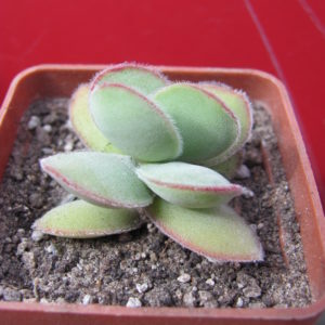 Crassula    cotyledonis