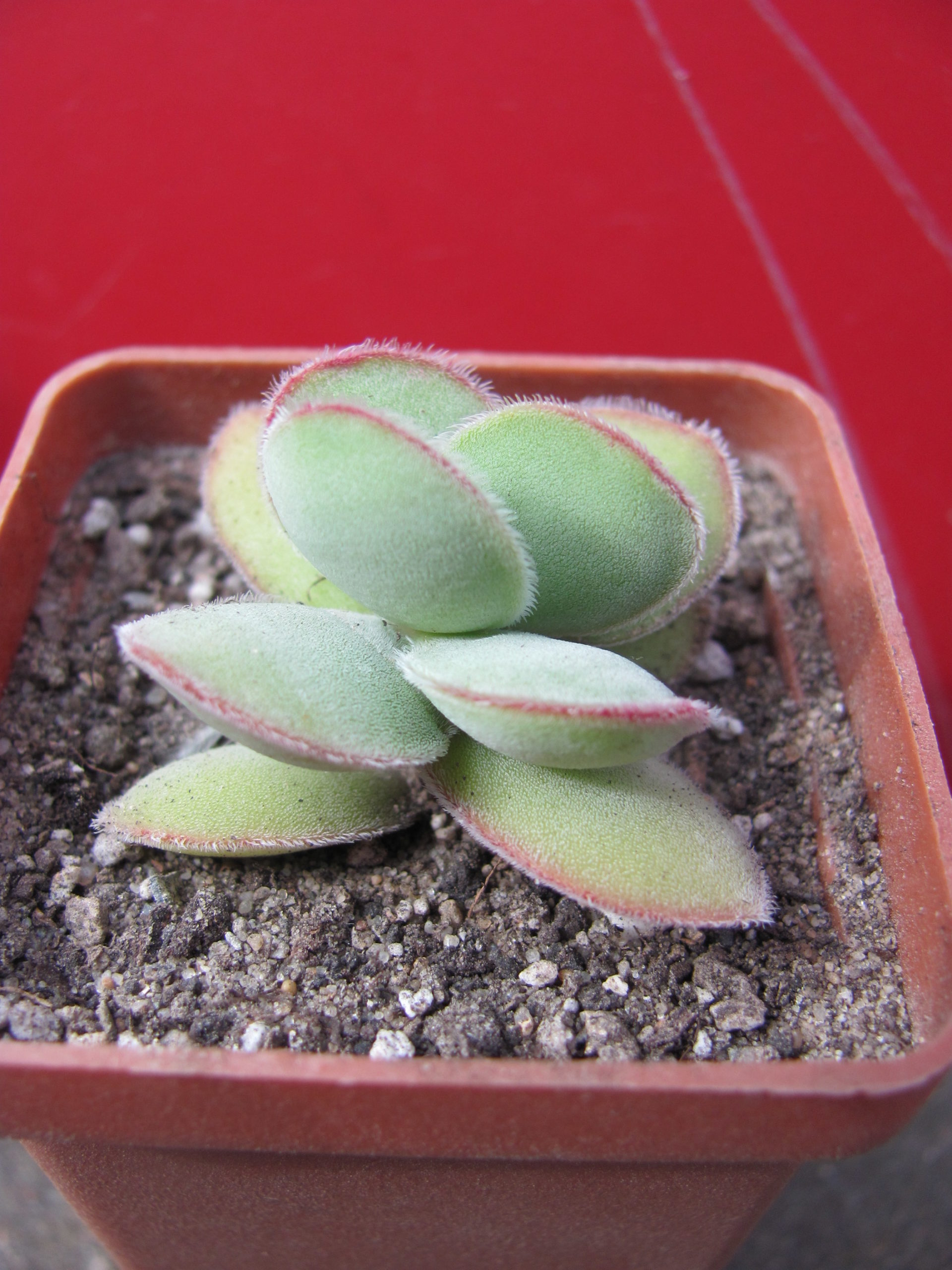 Crassula    cotyledonis