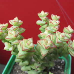 Crassula    rupestris    *Tom  Tumb*