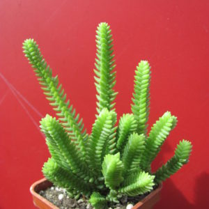 Crassula purpusii