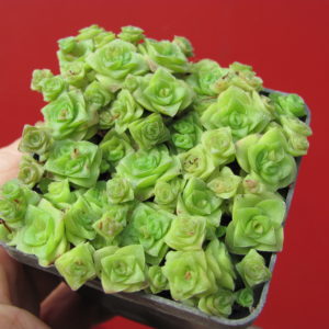 Crassula    socialis