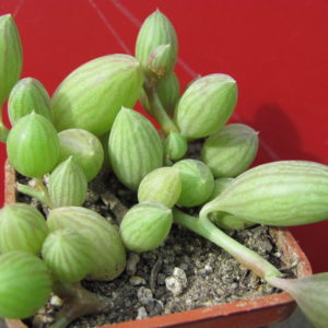 Senecio    herreianus