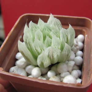 Haworthia   cooperi    variegata