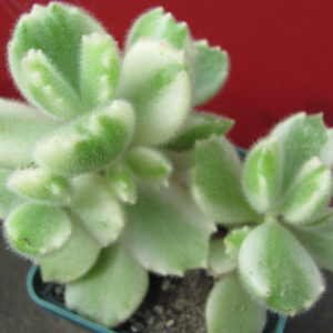 Cotyledon     tomentosa   variegata
