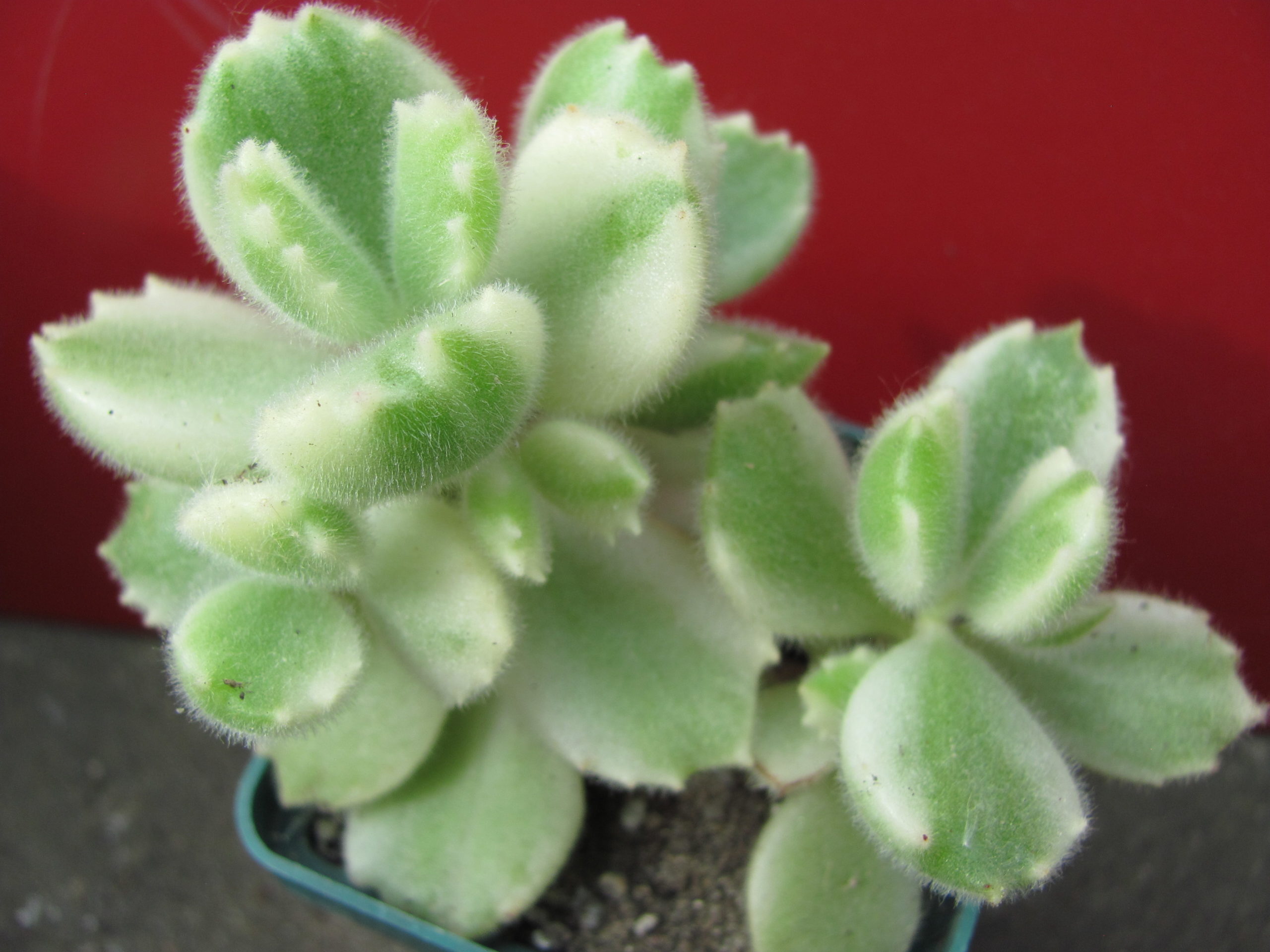 Cotyledon     tomentosa   variegata
