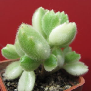 Cotyledon    tomentosa    variegata