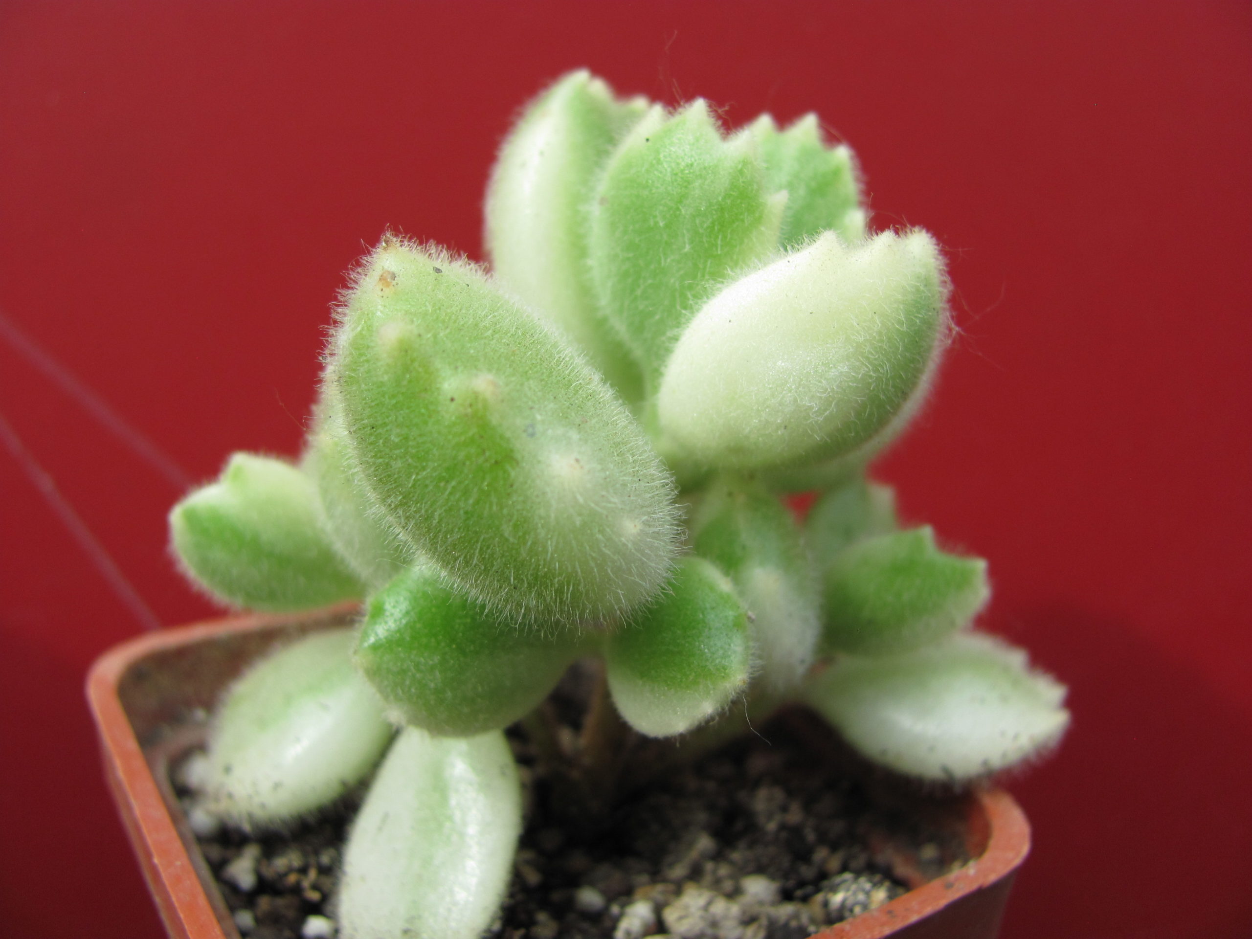 Cotyledon    tomentosa    variegata