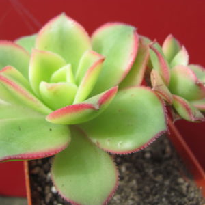 Aeonium   kiwi
