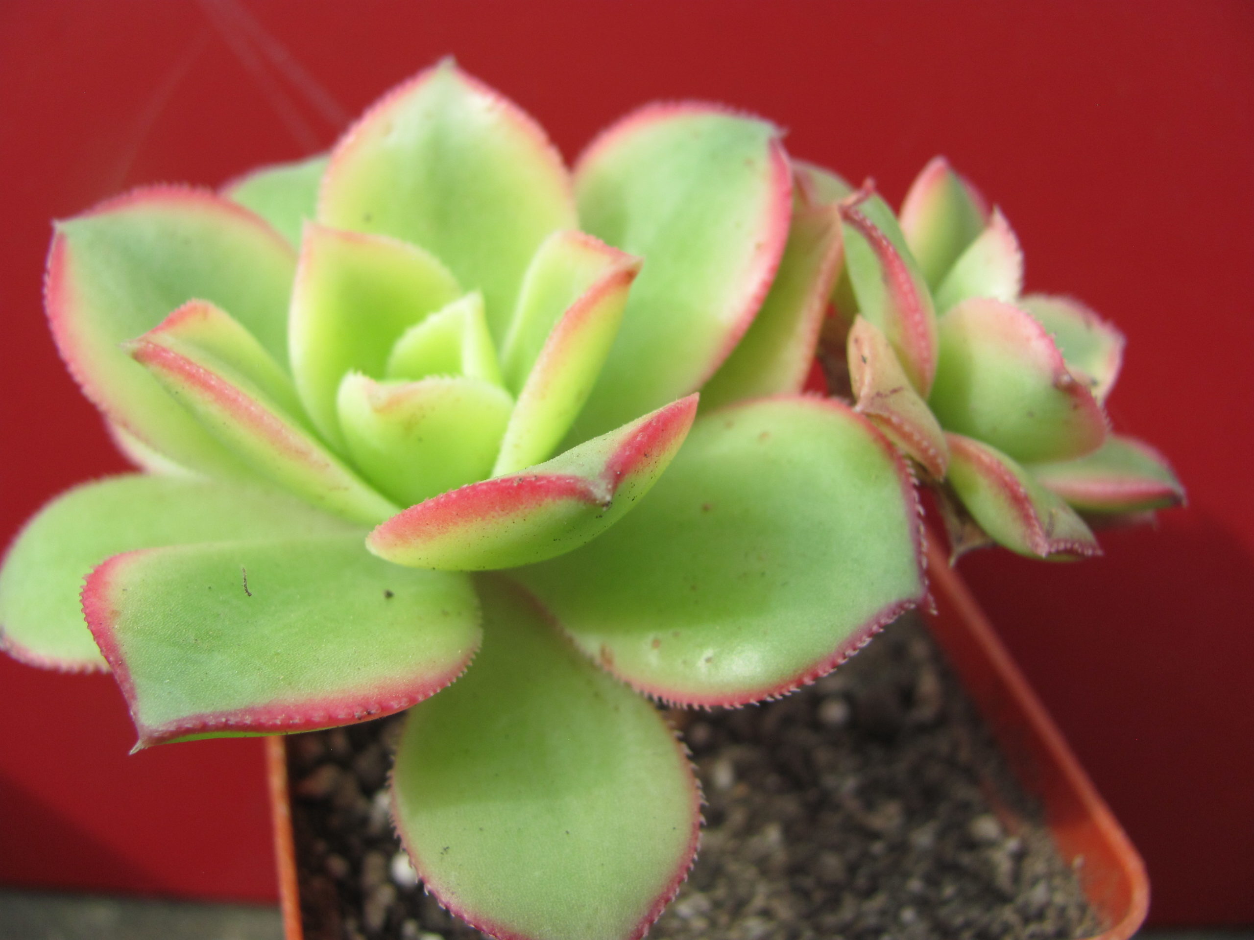 Aeonium kiwi