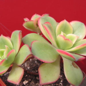 Aeonium    kiwi