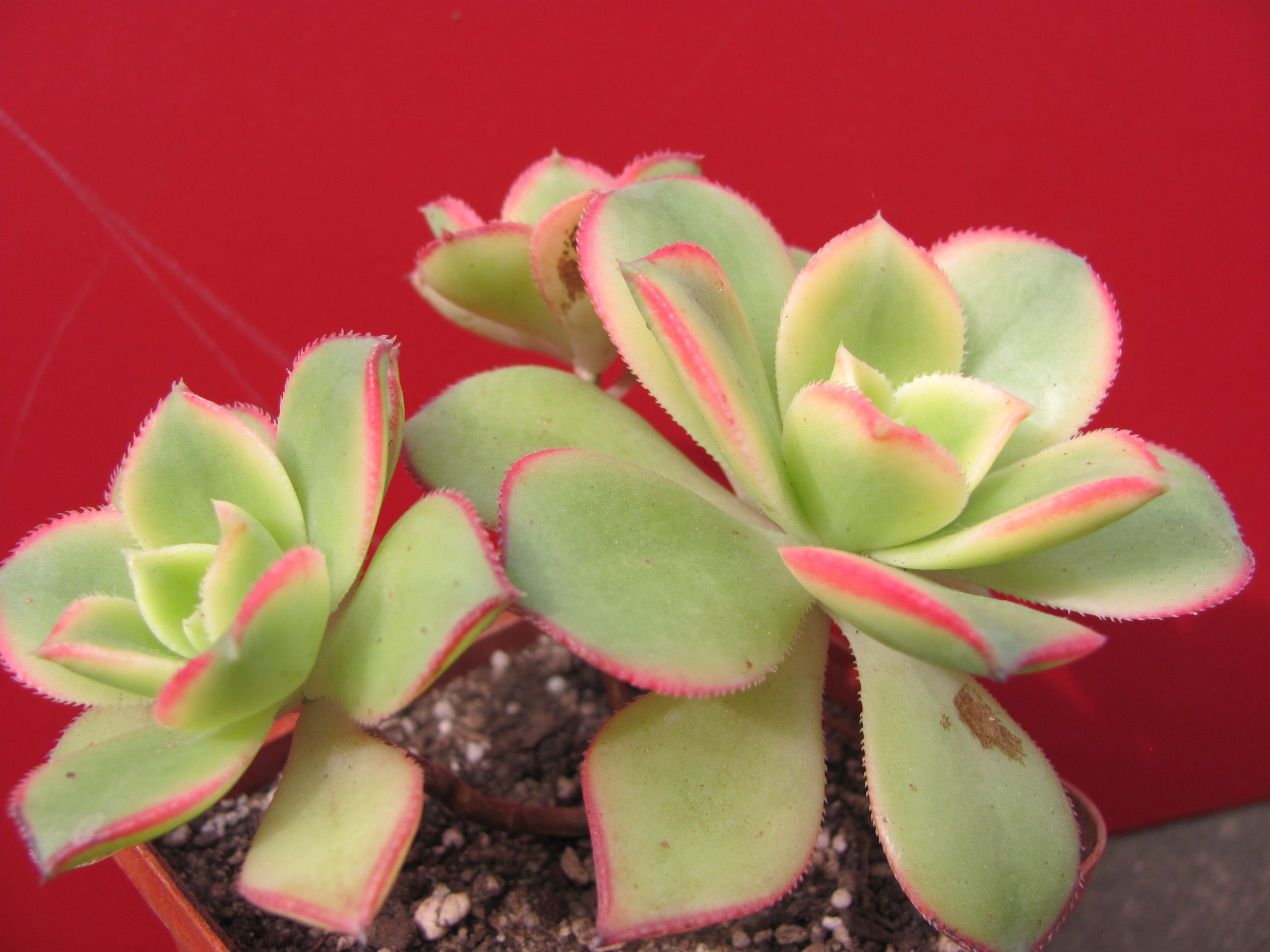 Aeonium kiwi