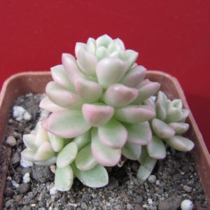 Sedum    *Joyce   Tulloch*     variegata