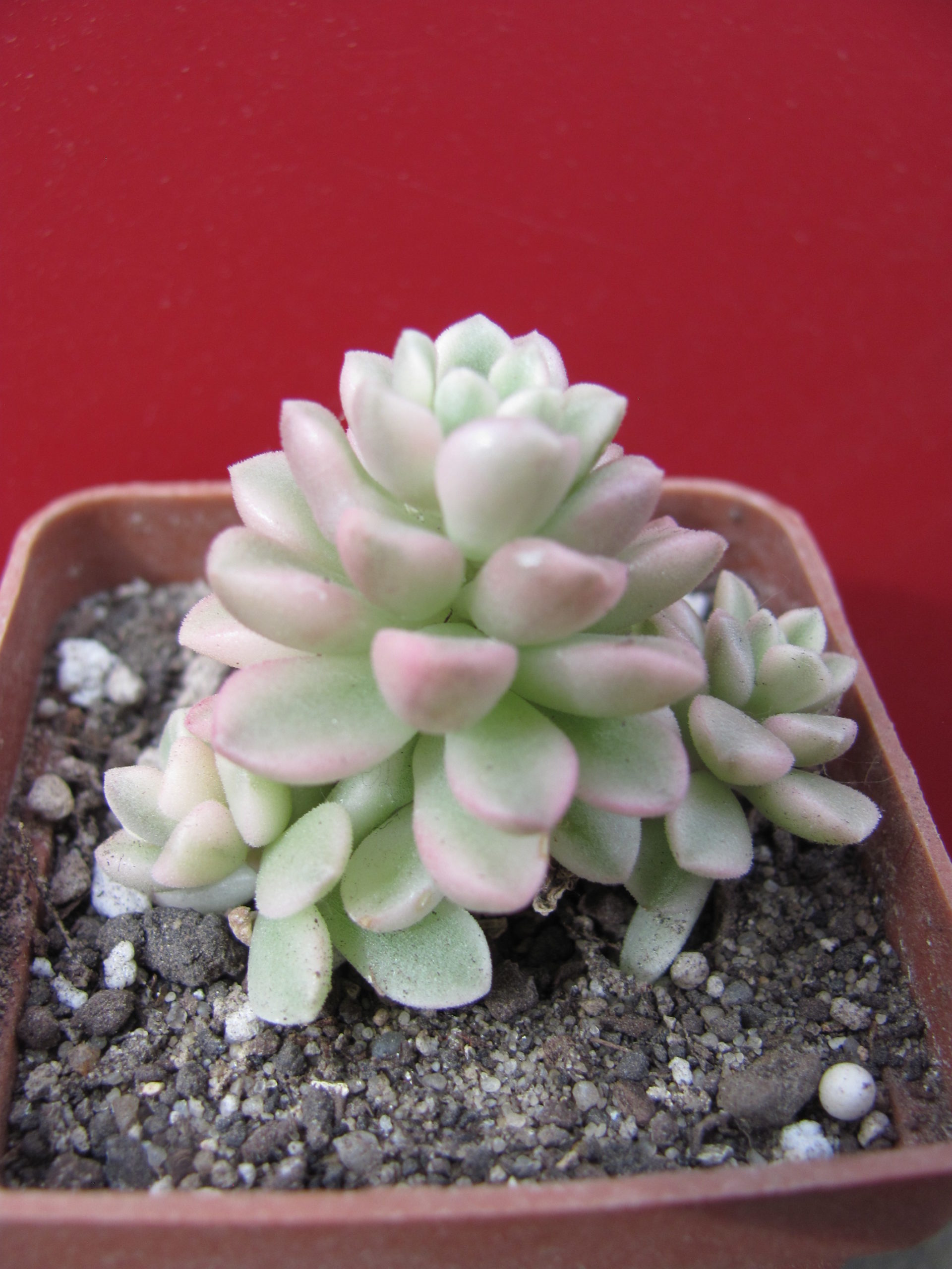 Sedum    *Joyce   Tulloch*     variegata