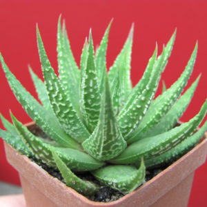 Haworthia     limifolia    hybr.      Japan