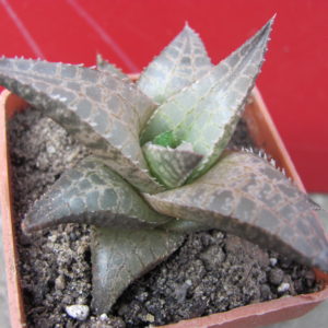 Haworthia     tesselata     *Rairyi*   HT17