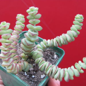 Сrassula  marnieriana