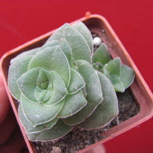 Crassula   hemisphaerica