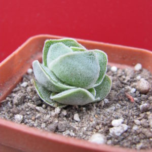 Crassula    Ivory   Pagoda